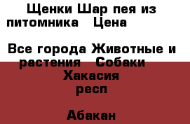 Щенки Шар пея из питомника › Цена ­ 25 000 - Все города Животные и растения » Собаки   . Хакасия респ.,Абакан г.